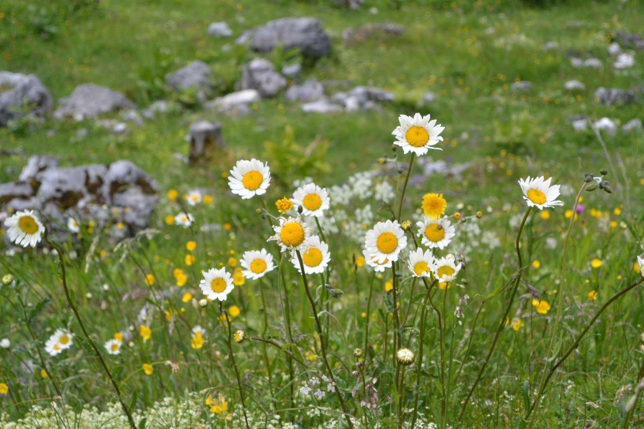 Appartamento Gloesalm Ramsau am Dachstein Esterno foto